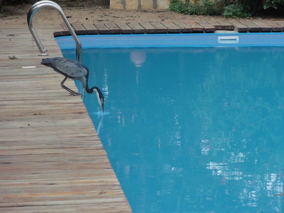 Meru House Lekisilai Arusha Exteriör bild